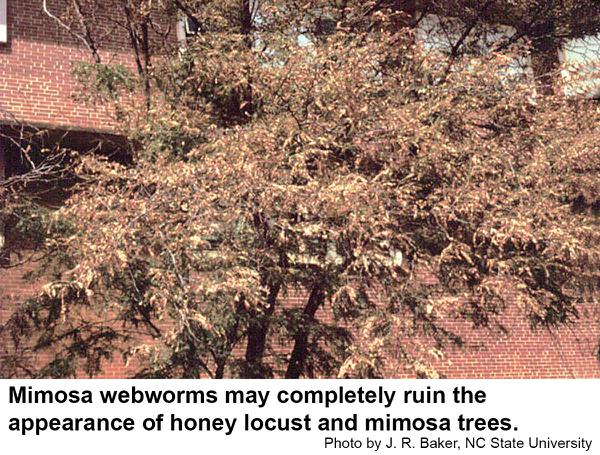 Mimosa webworms can greatly damage 